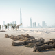 Illustration for article titled Photos of animals wandering a post-human Dubai